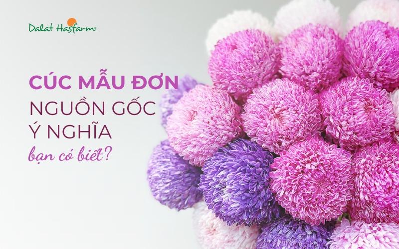 bo hoa cuc mau don nhieu mau sac khac nhau dai dien cho cac y nghia rieng biet